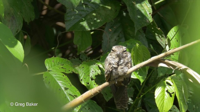 Ladder-tailed Nightjar - ML201823421