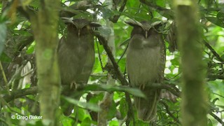  - Crested Owl