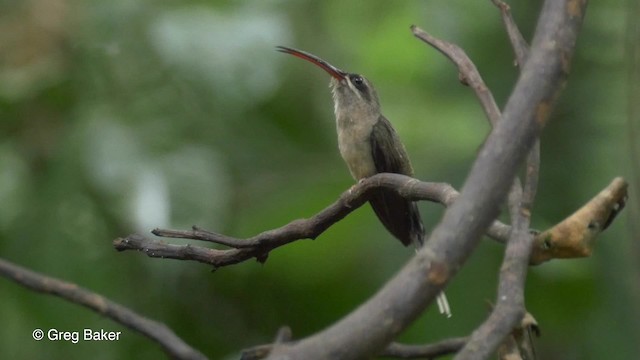 kolibřík dlouhozobý [skupina moorei] - ML201823441