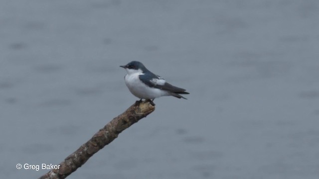 White-winged Swallow - ML201823501