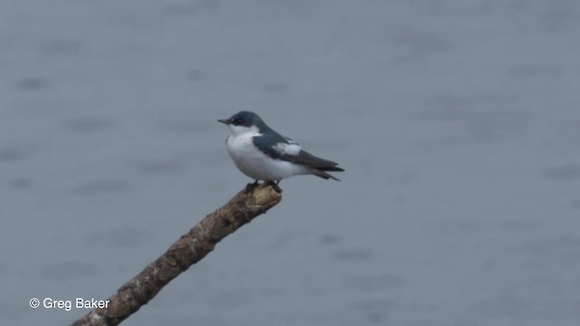 Golondrina Aliblanca - ML201823501