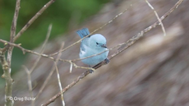 Blue-gray Tanager (White-edged) - ML201823531