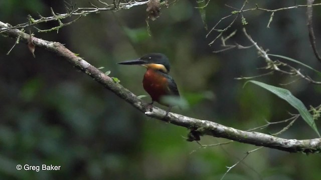 Martin-pêcheur bicolore - ML201823541