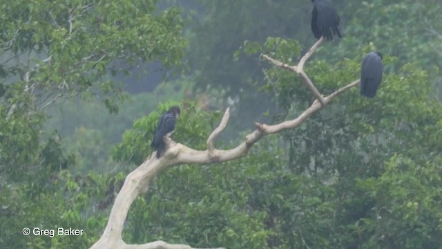 Caracara Gorjirrojo - ML201823551