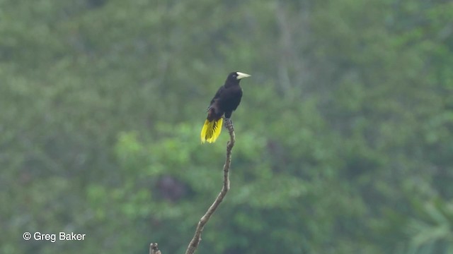 Crested Oropendola - ML201823571