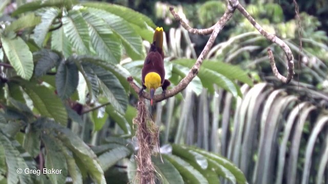 amazonoropendola (yuracares/neivae) - ML201823581
