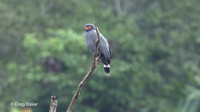 Slate-colored Hawk - ML201823591