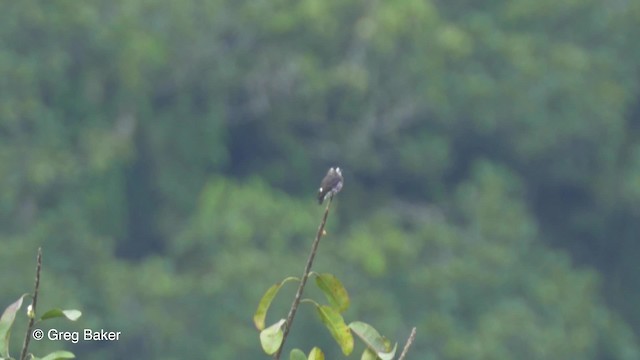 White-browed Purpletuft - ML201823631