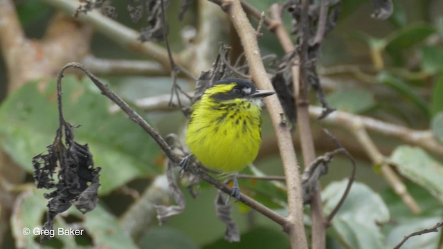 Yellow-browed Tody-Flycatcher - ML201823641