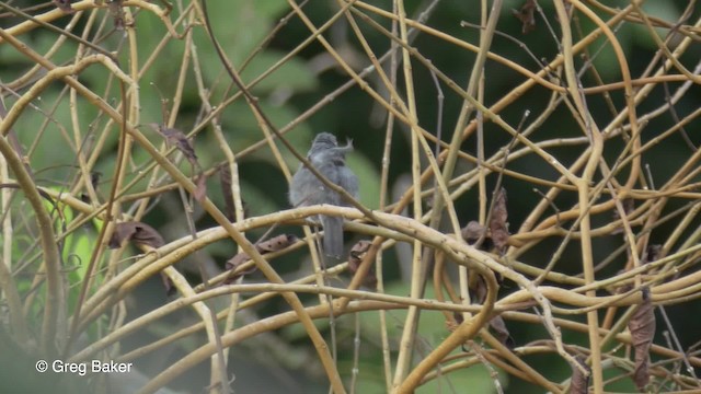 Mouse-colored Antshrike - ML201823651