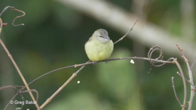 Yellow-crowned Tyrannulet - ML201823661