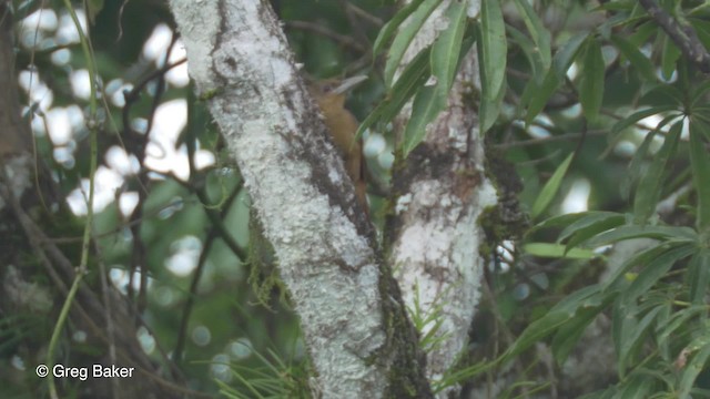 Cinnamon-throated Woodcreeper (devillei) - ML201823671