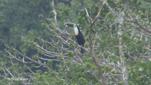 White-throated Toucan (Cuvier's) - ML201823691