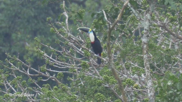 Toucan à bec rouge (cuvieri/inca) - ML201823691