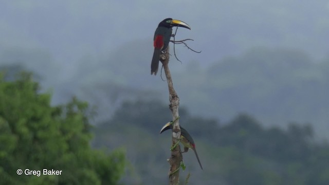 Many-banded Aracari - ML201823721
