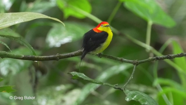 Wire-tailed Manakin - ML201823761