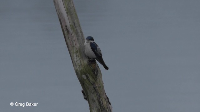 White-winged Swallow - ML201823791