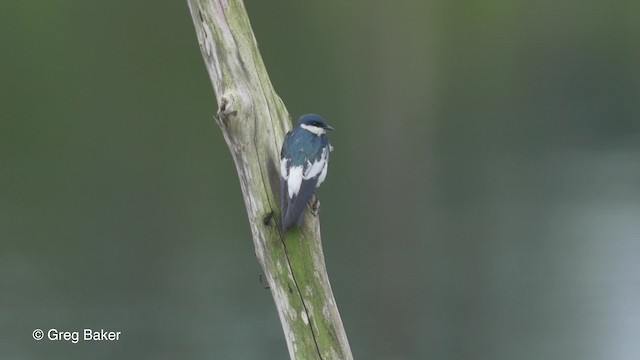 Hirondelle à ailes blanches - ML201823801