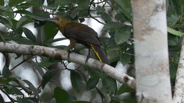 brunoropendola (angustifrons gr.) - ML201823811