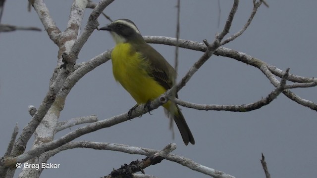 Красношапочный бентеви [группа similis] - ML201823831