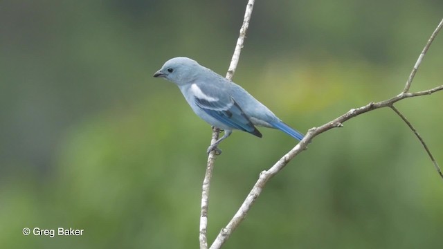 Blue-gray Tanager (White-edged) - ML201823851