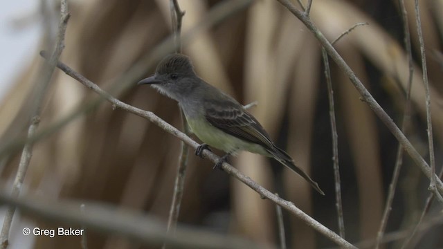 Short-crested Flycatcher - ML201823871