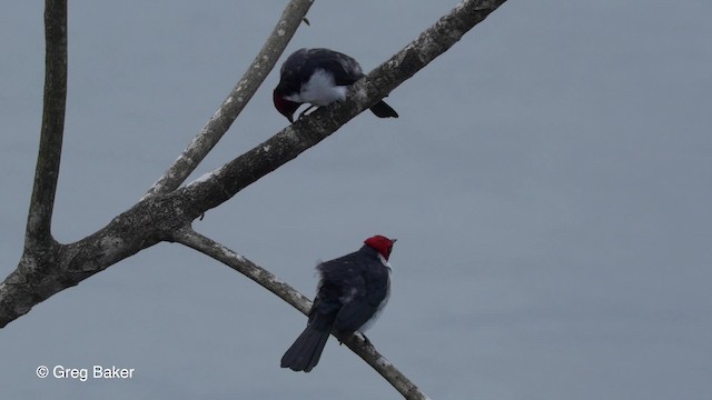 Red-capped Cardinal (Red-capped) - ML201823881