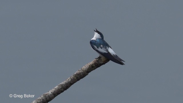 Hirondelle à ailes blanches - ML201823891