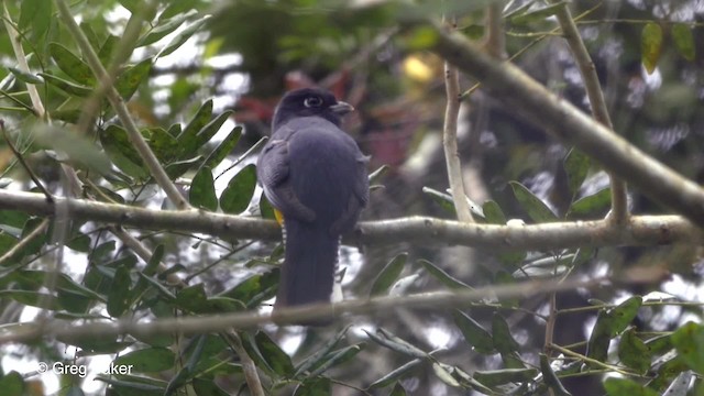 Black-headed Trogon - ML201823911