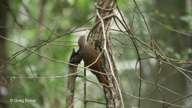 Ivory-billed Woodcreeper - ML201823961