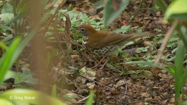 Wood Thrush - ML201823981