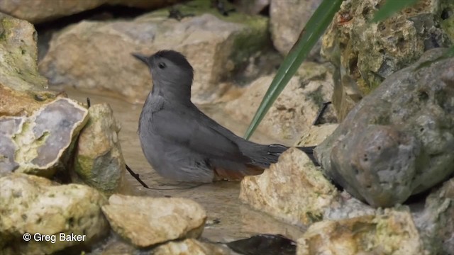 Gray Catbird - ML201824001