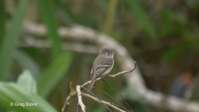 Least Flycatcher - ML201824011