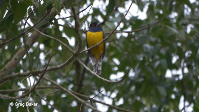 Trogon pattu - ML201824051