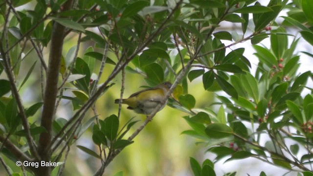 Yellow-throated Euphonia - ML201824081