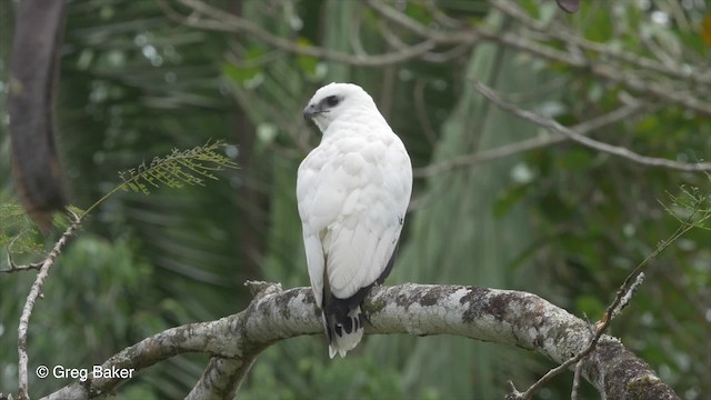 Buse blanche (ghiesbreghti) - ML201824151