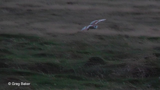 Western Barn Owl (Eurasian) - ML201824191
