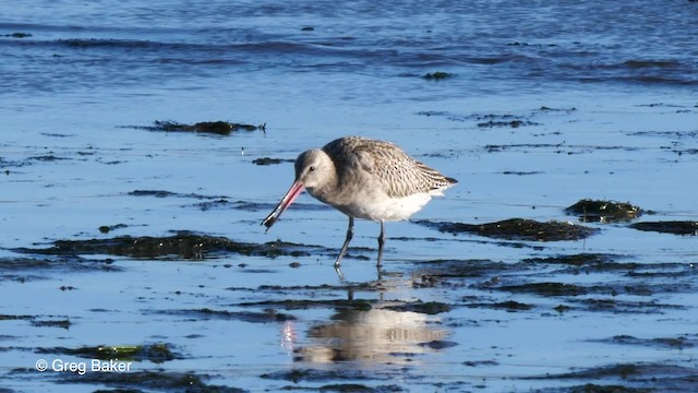 Bar-tailed Godwit (European) - ML201824251