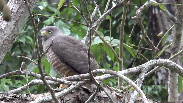 Roadside Hawk (Northern) - ML201824271