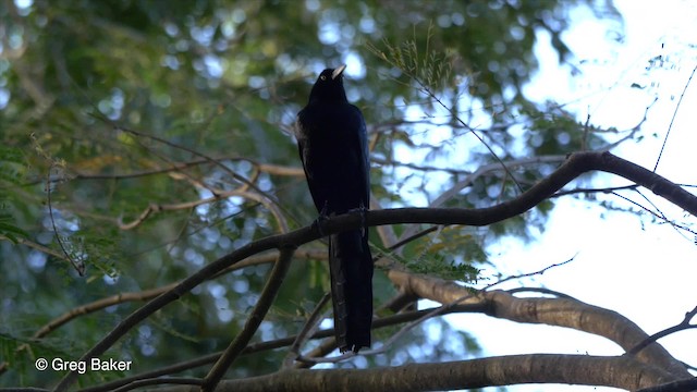 Great-tailed Grackle (Great-tailed) - ML201824301