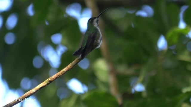 kolibřík lesklý - ML201824311