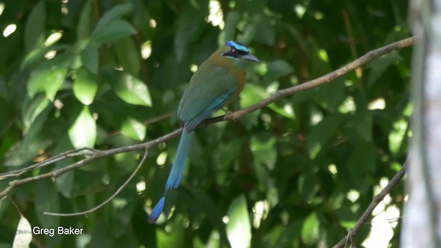 Motmot de Lesson - ML201824331