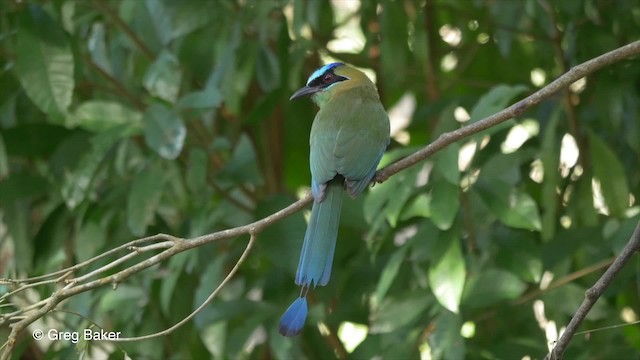 Diademmotmot - ML201824341