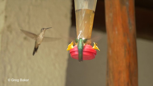 Wedge-tailed Sabrewing (Wedge-tailed) - ML201824381