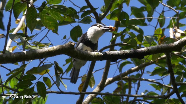 Tamatia à front blanc - ML201824411