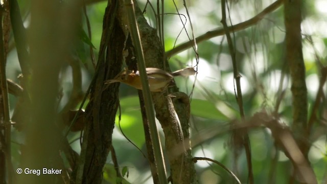 Long-billed Gnatwren (rufiventris Group) - ML201824431