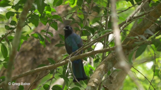 Trogon à tête noire - ML201824441