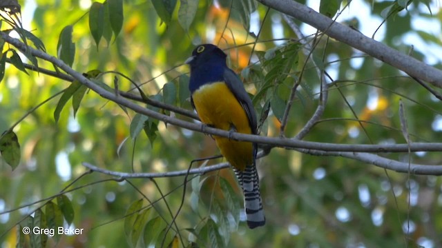 Trogon pattu - ML201824451