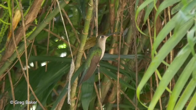 Colibrí Ruiseñor (pampa) - ML201824481