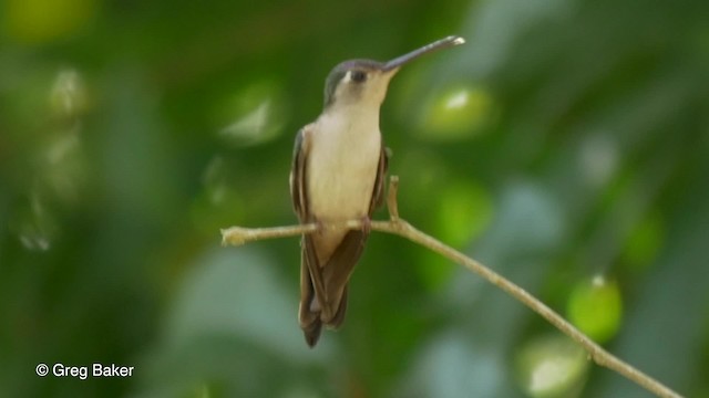 Colibrí Ruiseñor (pampa) - ML201824511